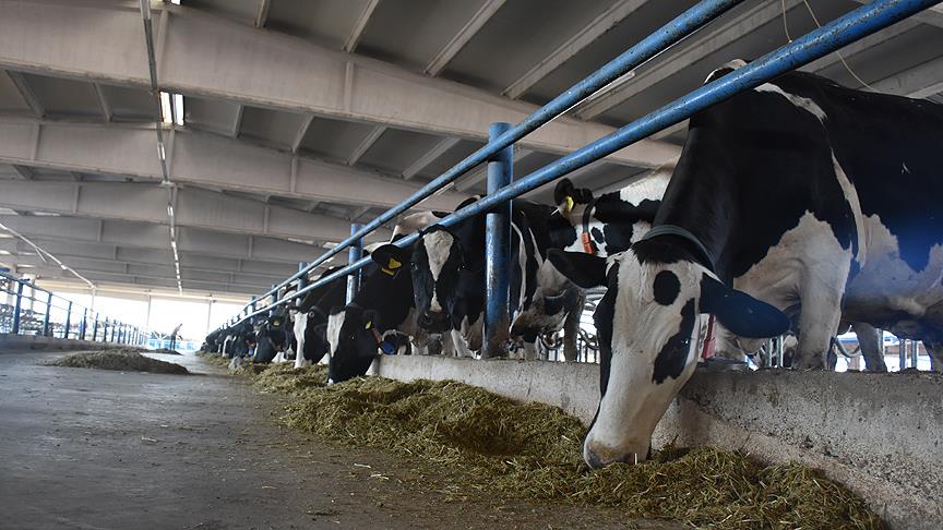 7 points essentiels pour garantir l'hygiène et la qualité dans la transformation du lait